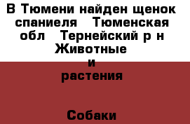 В Тюмени найден щенок спаниеля - Тюменская обл., Тернейский р-н Животные и растения » Собаки   